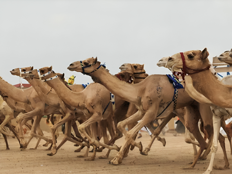 Web_Photo_Editor-2-4 الشيخ هزاع بن زايد آل نهيان ممثل الحاكم في منطقة العين